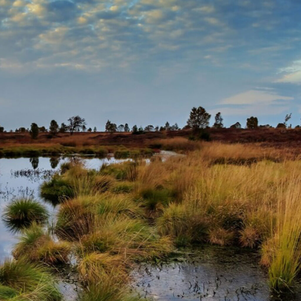 Peatland Peat Condition-Assessment and Peatland Carbon Loss Estimation